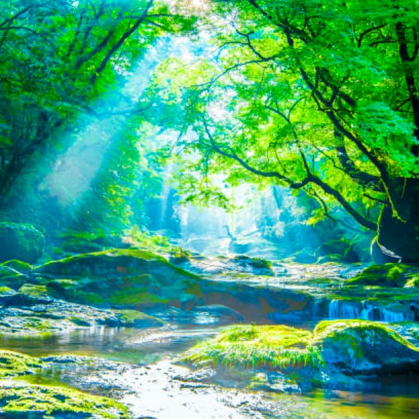 Environmental Image Trees by River