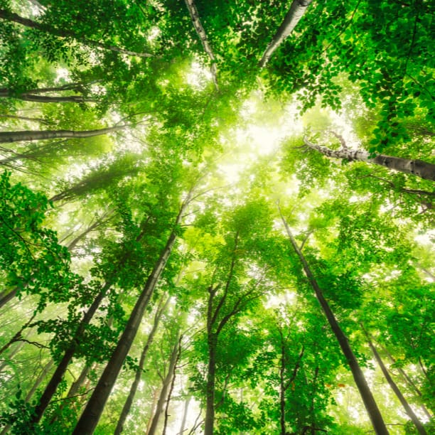 Environmental Image Trees