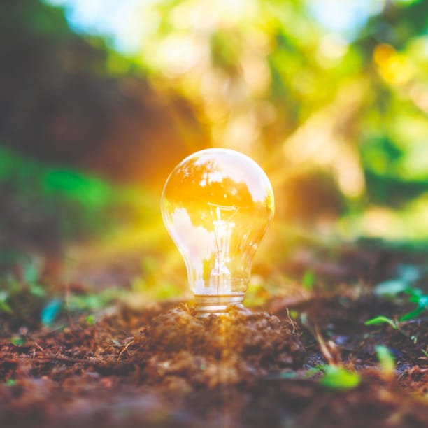 Environmental Image Ligh Bulb Sprouting